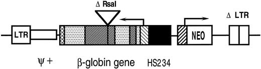 Fig. 1. A diagram of the p141 vector. The 5′ long terminal repeat (LTR) and 3′ deleted long terminal repeat (Δ LTR) are indicated. Ψ+ represents the extended packaging signal. The β-globin gene is shown in reverse orientation with exons (▧), introns (▨), the deleted 3′ enhancer (⊠), and the 372-bp deletion in intron 2 (Δ Rsa I). LCR elements HS234 (▪) and the neomycin resistance gene (NEO) with the PGK promoter (▨) are indicated.