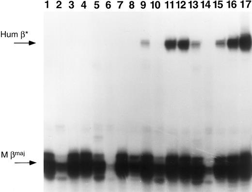 Fig. 6. Primer extension of RNA samples from primary and secondary recipients. Mice from experiment 1 were killed and their marrow cells used to reconstitute lethally irradiated secondary recipients. Each successive group of 4 lanes represents RNA samples from a primary mouse BM, spleen, and peripheral blood of two secondary recipients. Lanes 1 through 4, samples originating from mouse 1; lanes 5 through 8, mouse 2; lanes 9 through 12, mouse 3; and lanes 13 through 16, mouse 4. Lane 17 represents RNA from a mouse transgenic for the human β-globin gene. The arrows at the left of the figure indicate the predicted positions for human β-globin (Hum β) and mouse β-globin (M βmaj).