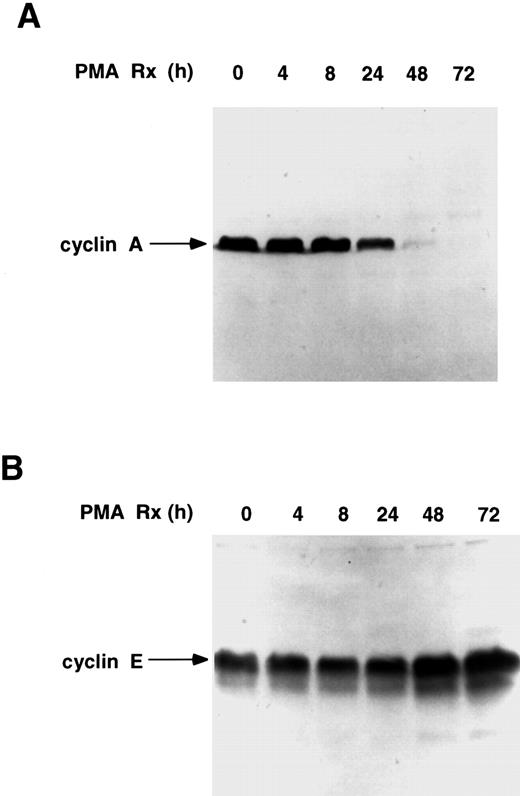 Fig. 2. Expression of cyclins A and E in PMA-treated U937 cells. (A) Treatment of U937 cells downregulates cyclin A. Cells were treated with PMA for the indicated times and cell extracts (300 μg total protein) were subjected to Western blotting with an anticyclin A antibody (1:333 dilution). (B) Cyclin E levels are sustained in PMA-treated U937 cells. Cell extracts (250 μg total protein) were subjected to Western blotting with anticyclin E antibody (1:1,000 dilution).