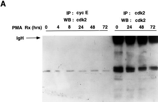 Fig. 3. Cyclin E-associated cdk2 in PMA-treated cells. (A) Cyclin E/cdk2 complexes are present in U937 cells during PMA-induced differentiation. Cells were treated with PMA for the indicated times and cyclin E immunoprecipitated from cell extract (1.4 mg total protein). An aliquot of the identical extract was also immunoprecipitated with cdk2 antibody. The immunoprecipitates were run on an SDS-PAGE, transferred to nitrocellulose, and on a Western blot probed with a cdk2 polyclonal antibody (1:3750 dilution). (B) PMA inhibits cyclin E-associated cdk2 activity. Cyclin E or cdk2 was immunoprecipitated from PMA-treated cell lysates (500 μg and 200 μg total protein, respectively) and analyzed for histone H1 activity as described in Materials and Methods.