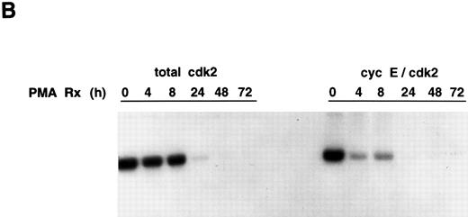 Fig. 3. Cyclin E-associated cdk2 in PMA-treated cells. (A) Cyclin E/cdk2 complexes are present in U937 cells during PMA-induced differentiation. Cells were treated with PMA for the indicated times and cyclin E immunoprecipitated from cell extract (1.4 mg total protein). An aliquot of the identical extract was also immunoprecipitated with cdk2 antibody. The immunoprecipitates were run on an SDS-PAGE, transferred to nitrocellulose, and on a Western blot probed with a cdk2 polyclonal antibody (1:3750 dilution). (B) PMA inhibits cyclin E-associated cdk2 activity. Cyclin E or cdk2 was immunoprecipitated from PMA-treated cell lysates (500 μg and 200 μg total protein, respectively) and analyzed for histone H1 activity as described in Materials and Methods.