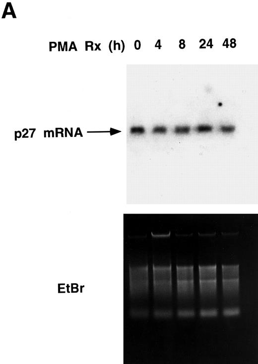 Fig. 4. PMA treatment upregulates the levels of p27Kip1 protein in U937 cells. (A) p27Kip1 Northern blot. Total RNA was isolated from U937 cells treated with PMA for the indicated times and 20 μg/lane was probed with a 32P-labeled p27Kip1 cDNA. The same gel was stained with ethidium bromide and photographed to show equal loading of RNA. (B) PMA upregulates the total cellular levels of p27Kip1 protein. Cell lysates (260 μg total protein) were resolved by SDS-PAGE and subjected to Western blotting with p27Kip1 antibody (1:5,000 dilution). (C) Cyclin E-associated p27Kip1 protein increases during PMA-induced differentiation of U937 cells. PMA-treated cell lysates (1.4 mg total protein) were immunoprecipitated with cyclin E monoclonal antibody agarose conjugate, and the associated proteins were subjected to Western blotting with a p27Kip1 antibody (1:5,000 dilution).