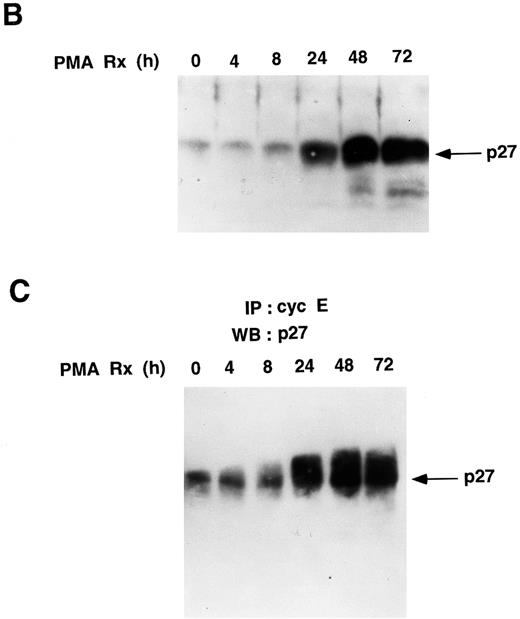 Fig. 4. PMA treatment upregulates the levels of p27Kip1 protein in U937 cells. (A) p27Kip1 Northern blot. Total RNA was isolated from U937 cells treated with PMA for the indicated times and 20 μg/lane was probed with a 32P-labeled p27Kip1 cDNA. The same gel was stained with ethidium bromide and photographed to show equal loading of RNA. (B) PMA upregulates the total cellular levels of p27Kip1 protein. Cell lysates (260 μg total protein) were resolved by SDS-PAGE and subjected to Western blotting with p27Kip1 antibody (1:5,000 dilution). (C) Cyclin E-associated p27Kip1 protein increases during PMA-induced differentiation of U937 cells. PMA-treated cell lysates (1.4 mg total protein) were immunoprecipitated with cyclin E monoclonal antibody agarose conjugate, and the associated proteins were subjected to Western blotting with a p27Kip1 antibody (1:5,000 dilution).