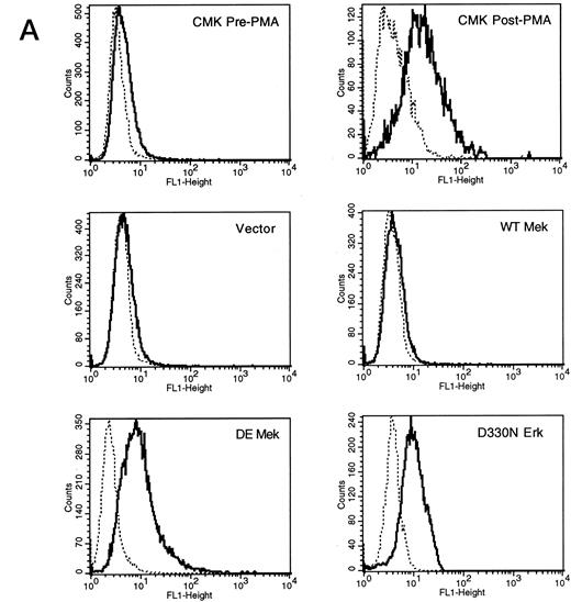 Fig. 4. FACScan analysis of parental CMK cells treated with PMA or transfected with vector, WT Mek, DE Mek or D330N Erk. CMK cells were analyzed by FACScan as described. Cells were gated to exclude nonviable cells using propidium iodine staining. (⋅⋅⋅⋅⋅⋅) Represents the isotype control, (– – –) denotes the staining with markers of megakaryocytic differentiation, CD41 or CD61. (A) CD41; (B) CD61.