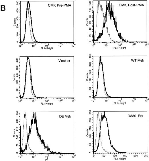 Fig. 4. FACScan analysis of parental CMK cells treated with PMA or transfected with vector, WT Mek, DE Mek or D330N Erk. CMK cells were analyzed by FACScan as described. Cells were gated to exclude nonviable cells using propidium iodine staining. (⋅⋅⋅⋅⋅⋅) Represents the isotype control, (– – –) denotes the staining with markers of megakaryocytic differentiation, CD41 or CD61. (A) CD41; (B) CD61.