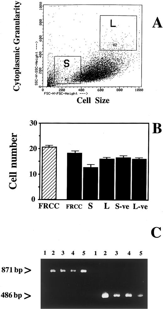 Fig. 1. Separation of FRCC by flow cytometry. (A) A representative flow cytometry plot of FRCC separated according to light scatter characteristics reflecting cytoplasmic granularity and cell size. Seven independent replicates of the sorting procedure were used to isolate the S (lowest 15% FSC and lowest 25% SSC) and L (highest 15% FSC and highest 25% SSC) subpopulations. This cytogram shows debris close to the origin but particles smaller than 5 μm were excluded from the sort. (B) Histogram showing the number of sorted cells (▪; mean ± SEM) in each population that attached to glass after overnight plating compared to replated FRCC from the same cultures (▨). Counts were done on DAPI-stained cells and expressed as number per 100 cells plated. (C) Analysis of OPN mRNA expression in sorted cells measured by RT-PCR. Lanes 1 through 5, S cells; FRCC; L cells; S− cells; L− cells. First, amplification of an 871-bp fragment, encompassing most of the OPN sequence, was performed using total RNA extracted from the cells (left side). This was followed by amplification of a 486-bp fragment using the 871 fragment as template (right side), which confirmed OPN expression in all populations except the S population.