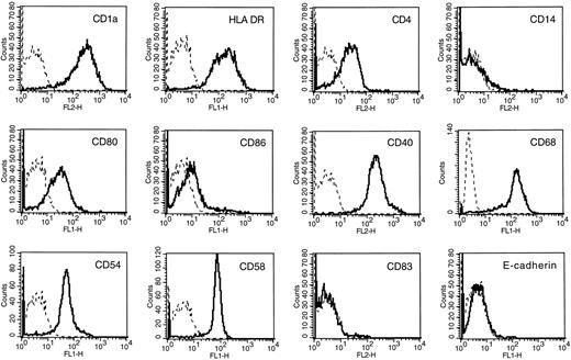 Fig. 1. Dendritic cell phenotype of cultured adherent AC. Flow cytometric analysis was performed after 7 days of culture in the presence of GM-CSF and IL-4. Isotype-matched control murine MoAbs were used as negative controls (dotted lines). Fluorescence profiles were obtained on a FACScan apparatus.