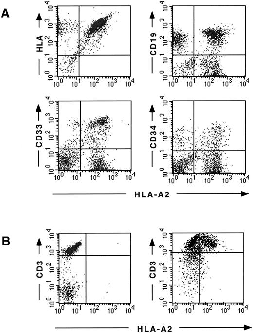 Fig. 3. Flow cytometric detection of fetal liver donor–derived cells after reconstitution in SCID-hu mice. (A) BM cells recovered 8 weeks after injection. HLA-A2 positive, fetal liver donor–derived cells are identified in the HLA expressing human cell population (top left), CD19+ B cells (top right), CD33+ myeloid cells (bottom left), and CD34+ progenitor cells (bottom right). A smaller population of HLA-A2 negative, bone donor–derived cells is found in each population. (B) Thymocytes recovered 12 weeks after injection. HLA-A2 positive, fetal liver donor–derived cells can be clearly detected in the CD3high population (upper right quadrant) in the reconstituted thymus (right) but not in the uninjected thymus (left).