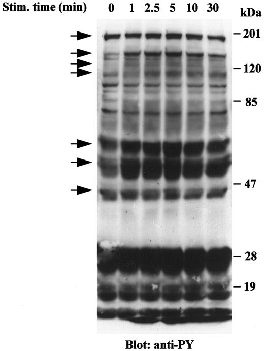Fig. 1. Tyrosine phosphorylation of cellular proteins in HEL-JW cells after VRP stimulation. Serum-starved HEL-JW cells (12 × 106/mL) were stimulated with VRP (125 ng/mL) for the indicated times. TCLs were prepared, fractionated on 10% SDS-PAGE and directly subjected to Western blot analysis with the antiphosphotyrosine antibody 4G10. The phosphorylated proteins present after VRP treatment are indicated by arrows.