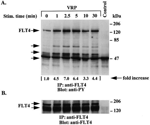 Fig. 2. Time course of tyrosine phosphorylation of the FLT4 receptor after VRP treatment. HEL-JW cells were serum-starved and stimulated with VRP for the indicated times. TCLs were immunoprecipitated with anti-FLT4 antibody, and subjected to serial immunoblotting with antiphosphotyrosine antibody (A) and anti-FLT4 antibody (B). The phosphorylated proteins are indicated by arrows in (A). The increase in tyrosine phosphorylation of FLT4 is indicated (by fold increase) based on the densitometry values. Normal rabbit IgG was used as a negative control for the immunoprecipitations.
