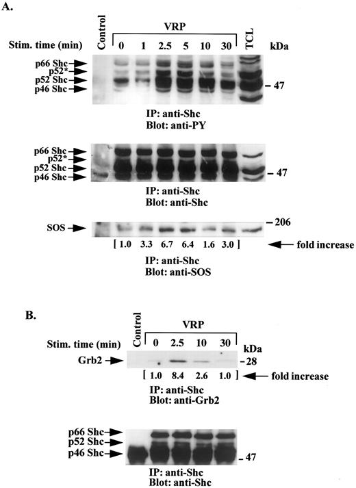 Fig. 3. VRP stimulation induces tyrosine phosphorylation of Shc and its association with SOS and Grb2. HEL-JW cells unstimulated or stimulated with VRP for the indicated times were lysed in RIPA buffer and immunoprecipitated with anti-Shc antibody. (A) The immune complexes were resolved on 8% SDS-PAGE and immunoblotted with antiphosphotyrosine (upper panel), anti-Shc (middle panel), or anti-SOS (bottom panel) antibodies. (B) The immunocomplexes were resolved on 12% SDS-PAGE and immunoblotted with anti-Grb2 antibody (upper panel) or anti-Shc antibody (bottom panel). The changes in the association of SOS or Grb2 with Shc are indicated (by fold increase) based on the densitometry values. Normal rabbit IgG was used as a negative control for the immunoprecipitations.