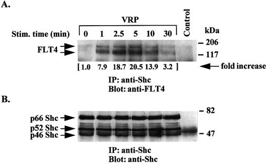Fig. 4. Association of Shc with the FLT4 receptor upon VRP stimulation. TCLs from VRP-stimulated HEL-JW cells for the indicated times were immunoprecipitated with anti-Shc antibody or normal rabbit IgG as a negative control. The immune complexes were subjected to immunoblotting analysis with anti-FLT4 antibody (upper panel) or anti-Shc antibody (bottom panel). The changes in the association of Shc with the FLT4 receptor were quantitated based on the densitometry values as indicated (by fold increase).
