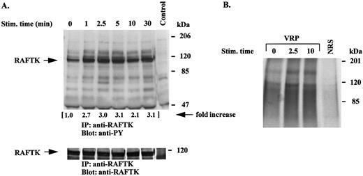 Fig. 5. Tyrosine phosphorylation and activation of RAFTK is induced by VRP stimulation. Serum-starved HEL-JW cells were stimulated with VRP for the indicated times. TCLs were prepared and immunoprecipitated with anti-RAFTK antibody. (A) The immunoprecipitates were subjected to serial immunoblot analysis with antiphosphotyrosine antibody (upper panel) and anti-RAFTK antibody (bottom panel). The increase in tyrosine phosphorylation of RAFTK is indicated (by fold increase). (B) The immune complex was incubated with a kinase buffer containing 20 μg of poly (Glu:Tyr) (4:1) and 5 μCi γ32P-ATP at RT for 15 minutes. The 32P-incorporated proteins were resolved on 7.5% SDS-PAGE followed by autoradiography. Normal rabbit serum (NRS) was used as a negative control for the immunoprecipitations.
