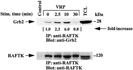 Fig. 6. Association of RAFTK with Grb2 upon stimulation by VRP. HEL-JW cells were serum-starved, then stimulated with VRP for the indicated times. TCLs were prepared, immunoprecipitated with anti-RAFTK antiserum, and then subjected to serial immunoblot analysis with anti-Grb2 antibody (upper panel) and anti-RAFTK antiserum (bottom panel). Normal rabbit serum was used as a negative control for the immunoprecipitations. The changes in the association of RAFTK with Grb2 are indicated (by fold increase).