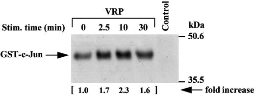 Fig. 7. Activation of JNK activity by VRP treatment. Cell lysates were immunoprecipitated with JNK antibody. The immune complexes were washed twice with RIPA buffer and once in kinase buffer. The complex was then incubated in a kinase buffer containing recombinant GST c-Jun 0.2 μg/μL (1-79 amino acids) and 5 μCi γ32P-ATP for 30 minutes at RT. The reaction was terminated by adding 2× SDS sample buffer and boiling the sample for 5 minutes at 100°C. Proteins were separated on 12% SDS-PAGE and detected by autoradiography. Normal rabbit IgG was used as a negative control for the immunoprecipitations. The increase in the activation of JNK is indicated (by fold increase).