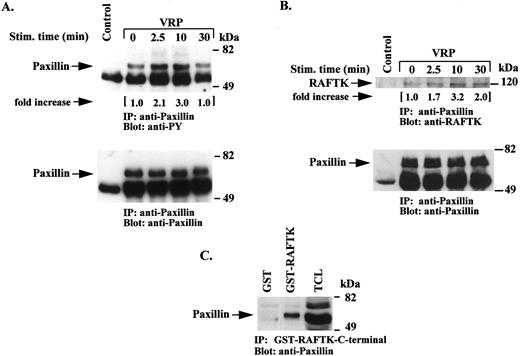 Fig. 8. Tyrosine phosphorylation of paxillin and its association with RAFTK following VRP stimulation. Serum-starved HEL-JW cells were stimulated with VRP for the indicated times. TCLs were immunoprecipitated with antipaxillin antibody or normal mouse IgG as a negative control. (A) The immunoprecipitates were subjected to serial immunoblot analysis with antiphosphotyrosine (upper panel), and antipaxillin (bottom panel) antibody. (B) the immunoprecipitates were immunoblotted with either anti-RAFTK antiserum (upper panel) or antipaxillin antibody (bottom panel). (C) TCLs were also incubated with GST-RAFTK fusion protein or GST protein alone followed by incubation with Glutathione-Sepharose 4B beads. The precipitated complexes were then subjected to immunoblot analysis with antipaxillin antibody. The fold increases in the phosphorylation of paxillin and its association with RAFTK are indicated based on densitometry values.