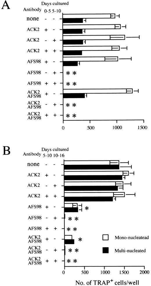 Fig. 4. Effect of antibodies to c-kit (ACK2) or to c-fms (AFS98) on osteoclast differentiation. Experiments done according to the A schedule or B schedule of Fig 1 are summarized in (A) and (B), respectively. The period when blocking antibodies were present is indicated as + (added) or − (not added) next to the antibody used. Cultures were started by inoculating 104 cells (A) and 2 × 103 cells (B), and TRAP+ mononucleated (□) and multinucleated cells (▪) were counted on day 11 (A) or day 16 (B), respectively. Bars indicate means ± SD of triplicate cultures. * and ** show statistically assessed as P < .005 and P < .0005, respectively for both multinucleated and mononucleated cells.