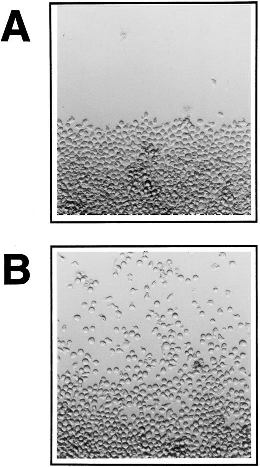 Fig. 1. Migration of FDCP-mix cells on ECM at 400× original magnification. Ten thousand cells were inoculated into 96-well plate cultures onto (A) BSA and (B) Fn-coated surface, IL-3 was added at 10 U/mL and cultures were kept at a near vertical position overnight. Cultures were then tilted at 15° towards the top end of the pictures and migration was documented photographically after 24 hours. A representative experiment is shown for each condition.