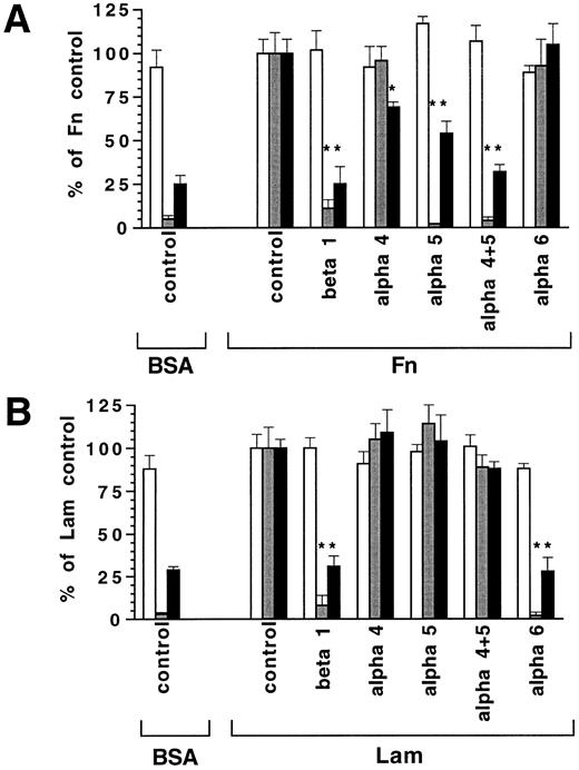 Fig. 3. Influence of function blocking anti-integrin antibodies on progenitor cell migration and adhesion. FDCP-mix cells (10,000 per well) were seeded on BSA, Fn, or Lam (10 μg/cm2 ) coated surfaces at 100 U/mL IL-3. Shown are the responses of migration assays on horizontal surface (□), of migration on tilted surface (), and of adhesion assays (▪) in % of the controls treated with IgG control antibody. Antibodies used were: 9C10 plus R1-2 (anti α4-integrin), 5H10-27 (anti α5-integrin), EA-1 (anti α6-integrin), 9EG7 (anti β1-integrin). Values are means ± SD from triplicate experiments. * Indicates statistically significant difference from control (P < .05, Student's t-test). Control values were: Fn/even migration, 76 ± 6%; Fn/migration on tilted surface, 51 ± 6 per field; Fn/adhesion, 58 ± 5%; Lam/even migration 66 ± 6%; Lam/migration on tilted surface, 33 ± 4 per field; Lam/adhesion, 48 ± 5%.