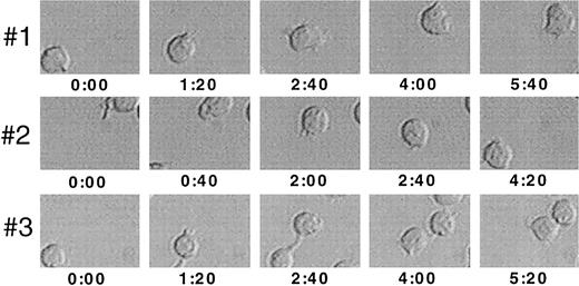 Fig. 5. Video image analysis of migrating cells. Ten thousand FDCP-mix cells were seeded into 96-well migration assays precoated with 10 μg/cm2 Fn in the presence of 10 U/mL IL-3, and analyzed at a 15°C tilted position for a 20-minute period using time lapse video microscopy. Three representative progenitor cells, each imaged at different time points within an identical section of the observed field, are shown at 1,000× orginal magnification. Values indicated are time points in minutes:seconds after the start of the observation period.