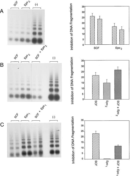 Fig. 4. Inhibition of apoptosis in FDC2–wt-ER cells by SCF and Epo is not subject to synergy. Based on the observed synergy of SCF and Epo costimulated mitogenesis in FDC2–wt-ER cells (Fig 3, above) studies were performed to test whether this might involve effects on the inhibition of apoptosis. FDC2–wt-ER cells in Optimem medium, 1% FBS were cultured for 7 hours in the presence of SCF (33 ng/mL or 1 nmol/L), and in the presence or absence of Epo (Epo2 25 U/mL or 5 nmol/L, Epo1 10 U/mL or 2 nmol/L). Apoptosis then was assayed based on levels of intranucleosomal DNA fragmentation and products were analyzed quantitatively by phosphor-imaging. Values are means of three independent scans (±SE).
