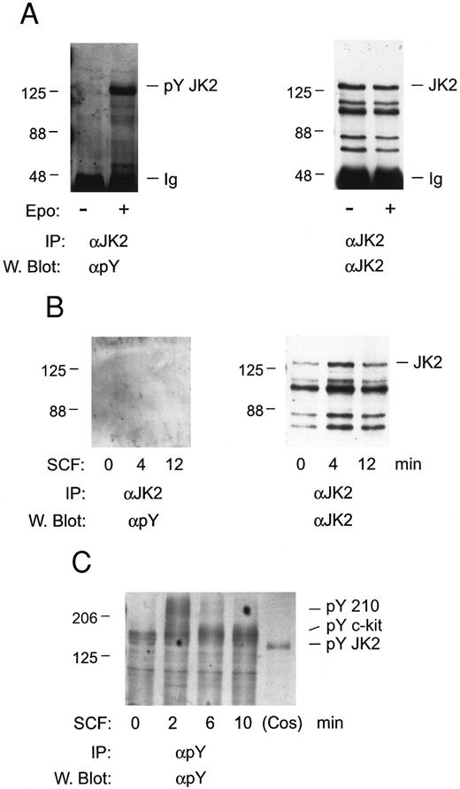 Fig. 5. Tyrosine phosphorylation of Jak2 is induced efficiently by Epo, but not SCF, in FDC2–wt-ER cells. To test for the possible involvement of Jak2 in SCF signaling FDC2–wt-ER cells in exponential growth were cultured in the absence of cytokines to induce G0/G1 synergy and were then exposed to Epo (as a positive control; 50 U/mL or 10 nmol/L, 8 minutes) or SCF (200 ng/mL or 6 nmol/L, 0, 4, 12 minutes; Panel B). Jak2 was then immunoprecipitated from Triton-X-100 lysates (IP), and was assayed for tyrosine phosphorylation by Western blotting (α Py). In addition, blots were stripped and reprobed with antibodies to Jak2 to confirm equivalence in recoveries and loading (A and B, right panels). Based on the absence of detectable tyrosine phosphorylation of Jak2 in response to SCF (Panel B), lysates also were incubated in parallel with antibodies to phosphotyrosine, and were Western blotted with αpY antibodies (Panel C). Here, the rapid SCF-induced tyrosine phosphorylation of proteins corresponding in molecular weight to c-kit and to a previously described Mr 210,000 protein47 was observed.