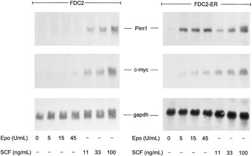 Fig. 6. SCF-induced expression of pim1 transcripts in FDC2–wt-ER cells. To test whether the expression of pim1 transcripts might be modulated by SCF in FDC2 and FDC2–wt-ER cells, cytokines were withdrawn to promote accumulation in G0/G1 and cells were exposed to SCF at 11, 33, and 100 ng/mL (0.3, 1, and 3 nmol/L) for 60 minutes or to Epo at 0, 5, 15, and 45 U/mL (0, 1, 3, and 9 nmol/L) as a positive control. Total RNA then was isolated and levels of pim1 transcripts were assayed by Northern blotting. For comparison, c-myc transcript levels also were analyzed and equivalence in loading was confirmed using a probe for glyceraldehyde phosphate dehydrogenase (gapdh).