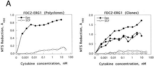 Fig. 7. The expression of GATA-1 in FDC2–wt-ER cells inhibits SCF mitogenic signaling and reduces c-kit transcript levels. (A) In FDC2–wt-ER and derived FDC2-ER/G1 cells, mitogenic responsiveness to Epo and SCF was assayed based on cytokine-stimulated reduction of MTS. For FDC2-ER/G1 cells, polyclonal (left panel) as well as derived clonal lines (right panel) were analyzed. (B) In FDC2–wt-ER and FDC2-ER/G1 cells, levels of c-kit transcripts were analyzed by Northern blotting. Total RNA (20 mg per lane) was used, and equivalence in loading was confirmed using a cDNA probe for 7S RNA.33 Cell lines analyzed include parental control FDC2–wt-ER, FDC2-EE483, FDC2-EE372 cells,26 and FDC2-ER/G1 cells (polyclonal, “poly” clonal lines, −7 and −12). / (C) Ectopic expression of GATA-1 in FDC2–wt-ER cells is associated with the transcription of endogenous GATA-1, EKLF and βmaj genes. Based on the above-observed inhibition of SCF signaling in FDC2–wt-ER cells expressing GATA-1 (ie, FDC2-ER/G1 cells) possible effects on lineage commitment were investigated. Total RNA was isolated from FDC2, FDC2–wt-ER, and FDC2-ER/G1 cells and levels of ectopically expressed Epo receptor mRNA, ectopically expressed GATA-1 mRNA, and endogenous GATA-1, EKLF, and βmaj-globin transcripts were assayed by Northern blotting. GATA-1 mRNA expressed from a pXM vector is larger than, and resolves from, endogenous GATA-1 transcripts. In polyclonal FDC2-ER/G1 cells (FDC2-ER/G1.Poly) expression of endogenous genes for GATA-1, EKLF, and βmaj-globin was activated. In contrast, no detectable levels of transcripts for GATA-1, EKLF, or βmaj-globin were observed in control FDC2 or FDC2–wt-ER cells. As a positive control, RNA from murine erythroleukemic SKT6 cells also was analyzed at two levels of loading (1X, 1/3X; left most lanes).