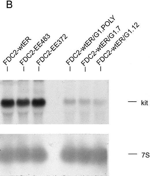 Fig. 7. The expression of GATA-1 in FDC2–wt-ER cells inhibits SCF mitogenic signaling and reduces c-kit transcript levels. (A) In FDC2–wt-ER and derived FDC2-ER/G1 cells, mitogenic responsiveness to Epo and SCF was assayed based on cytokine-stimulated reduction of MTS. For FDC2-ER/G1 cells, polyclonal (left panel) as well as derived clonal lines (right panel) were analyzed. (B) In FDC2–wt-ER and FDC2-ER/G1 cells, levels of c-kit transcripts were analyzed by Northern blotting. Total RNA (20 mg per lane) was used, and equivalence in loading was confirmed using a cDNA probe for 7S RNA.33 Cell lines analyzed include parental control FDC2–wt-ER, FDC2-EE483, FDC2-EE372 cells,26 and FDC2-ER/G1 cells (polyclonal, “poly” clonal lines, −7 and −12). / (C) Ectopic expression of GATA-1 in FDC2–wt-ER cells is associated with the transcription of endogenous GATA-1, EKLF and βmaj genes. Based on the above-observed inhibition of SCF signaling in FDC2–wt-ER cells expressing GATA-1 (ie, FDC2-ER/G1 cells) possible effects on lineage commitment were investigated. Total RNA was isolated from FDC2, FDC2–wt-ER, and FDC2-ER/G1 cells and levels of ectopically expressed Epo receptor mRNA, ectopically expressed GATA-1 mRNA, and endogenous GATA-1, EKLF, and βmaj-globin transcripts were assayed by Northern blotting. GATA-1 mRNA expressed from a pXM vector is larger than, and resolves from, endogenous GATA-1 transcripts. In polyclonal FDC2-ER/G1 cells (FDC2-ER/G1.Poly) expression of endogenous genes for GATA-1, EKLF, and βmaj-globin was activated. In contrast, no detectable levels of transcripts for GATA-1, EKLF, or βmaj-globin were observed in control FDC2 or FDC2–wt-ER cells. As a positive control, RNA from murine erythroleukemic SKT6 cells also was analyzed at two levels of loading (1X, 1/3X; left most lanes).