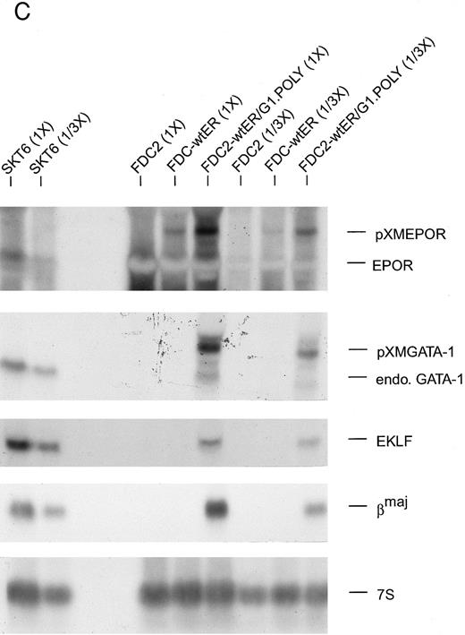 Fig. 7. The expression of GATA-1 in FDC2–wt-ER cells inhibits SCF mitogenic signaling and reduces c-kit transcript levels. (A) In FDC2–wt-ER and derived FDC2-ER/G1 cells, mitogenic responsiveness to Epo and SCF was assayed based on cytokine-stimulated reduction of MTS. For FDC2-ER/G1 cells, polyclonal (left panel) as well as derived clonal lines (right panel) were analyzed. (B) In FDC2–wt-ER and FDC2-ER/G1 cells, levels of c-kit transcripts were analyzed by Northern blotting. Total RNA (20 mg per lane) was used, and equivalence in loading was confirmed using a cDNA probe for 7S RNA.33 Cell lines analyzed include parental control FDC2–wt-ER, FDC2-EE483, FDC2-EE372 cells,26 and FDC2-ER/G1 cells (polyclonal, “poly” clonal lines, −7 and −12). / (C) Ectopic expression of GATA-1 in FDC2–wt-ER cells is associated with the transcription of endogenous GATA-1, EKLF and βmaj genes. Based on the above-observed inhibition of SCF signaling in FDC2–wt-ER cells expressing GATA-1 (ie, FDC2-ER/G1 cells) possible effects on lineage commitment were investigated. Total RNA was isolated from FDC2, FDC2–wt-ER, and FDC2-ER/G1 cells and levels of ectopically expressed Epo receptor mRNA, ectopically expressed GATA-1 mRNA, and endogenous GATA-1, EKLF, and βmaj-globin transcripts were assayed by Northern blotting. GATA-1 mRNA expressed from a pXM vector is larger than, and resolves from, endogenous GATA-1 transcripts. In polyclonal FDC2-ER/G1 cells (FDC2-ER/G1.Poly) expression of endogenous genes for GATA-1, EKLF, and βmaj-globin was activated. In contrast, no detectable levels of transcripts for GATA-1, EKLF, or βmaj-globin were observed in control FDC2 or FDC2–wt-ER cells. As a positive control, RNA from murine erythroleukemic SKT6 cells also was analyzed at two levels of loading (1X, 1/3X; left most lanes).