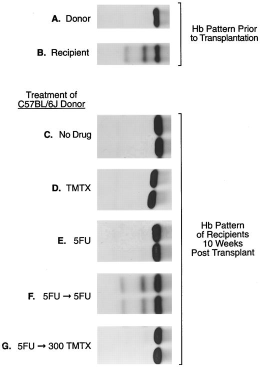 Fig. 1. The sensitivity of murine repopulating HSCs to TMTX in vivo. Donor C57Bl/6J mice, homozygous for the single Hbb s allele (panel A), were treated as indicated: (panel C), no drug; (panel D), 300 mg/kg TMTX ip; (panel E), 150 mg/kg 5FU intravenously; (panel F ), 150 mg/kg 5FU followed 5 days later by 150 mg/kg 5FU; (panel G), 150 mg/kg 5FU followed 5 days later by 300 mg/kg TMTX. Twenty-four hours after the final treatment BM cells were obtained for transplant. Panels (C) through (G) show the hemoglobin phenotype in recipient mice 10 weeks after transplantation. In this figure samples from two representative recipient mice are shown in each panel.
