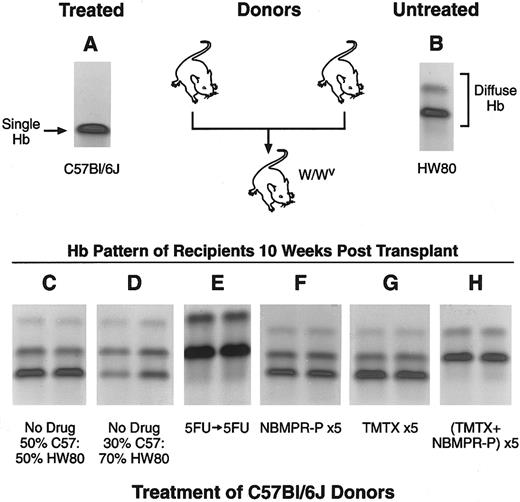Fig. 7. Stem cell toxicity in mice treated with TMTX plus NBMPR-P. Hemoglobin electrophoresis patterns of donor mice (panels A and B) and recipient mice after transplant (panels C through H) are shown. Genetically anemic W/Wv mice were transplanted with mixtures of BM cells from C57Bl/6J mice, homozygous for the single hemoglobin allele (panel A), and from HW80 mice, homozygous for the diffuse hemoglobin allele (panel B). The different hemoglobin patterns seen in recipients 10 weeks after transplant reflect the relative stem cell content from each of the donor grafts (panels C through H). Marrows from untreated C57Bl/6J and HW80 donors were mixed in a 50%:50% or a 30%:70% volume:volume ratio and a total of 2 × 107 nucleated cells were injected in recipient mice (panels C and D). C57Bl/6J donors were also treated with the various drug regimens indicated in panels E through H and described in Results. These mixtures were injected into recipients and the reconstitution patterns seen 10 weeks after transplantation are shown in panels E through H.