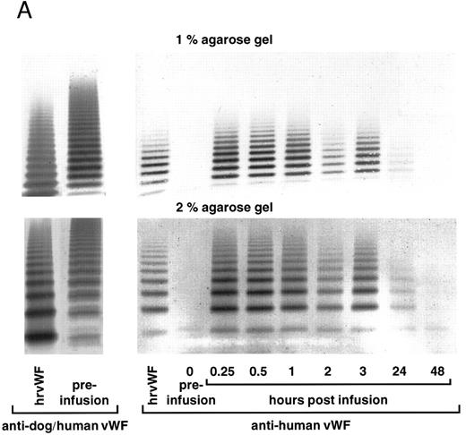 Fig. 10. vWF multimer pattern over time in a normal dog after a single bolus injection of human (A) rvWF (35 RCoF U/kg) and 3 days later of (B) pdvWF (32 RCoF U/kg). Plasma samples were analyzed on 1% and 2% SDS-agarose gel electrophoresis. Multimers visualized using a cross-reacting antidog/antihuman vWF antibody and a noncross-reacting antihuman vWF antibody for the post infusion samples.