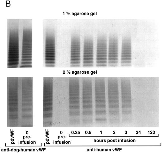 Fig. 10. vWF multimer pattern over time in a normal dog after a single bolus injection of human (A) rvWF (35 RCoF U/kg) and 3 days later of (B) pdvWF (32 RCoF U/kg). Plasma samples were analyzed on 1% and 2% SDS-agarose gel electrophoresis. Multimers visualized using a cross-reacting antidog/antihuman vWF antibody and a noncross-reacting antihuman vWF antibody for the post infusion samples.