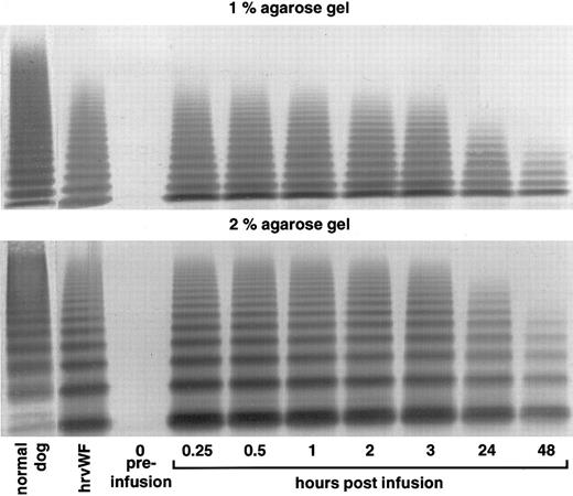Fig. 7. vWF multimer pattern over time in vWF-deficient dog no. 750 after a single bolus injection of human rvWF (35 RCoF U/kg). Plasma samples were analyzed on 1% and 2% SDS-agarose gel electrophoresis. Multimers visualized using a cross-reacting antidog/antihuman vWF antibody.