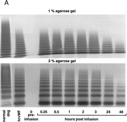 Fig. 8. vWF multimer pattern over time in vWF-deficient dog no. 751 after a single bolus injection of human (A) rvWF (70 RCoF U/kg), and 7 days later of (B) pdvWF (63 RCoF U/kg). Plasma samples were analyzed on 1% and 2% SDS-agarose gel electrophoresis. Multimers visualized using a cross-reacting antidog/antihuman vWF antibody.