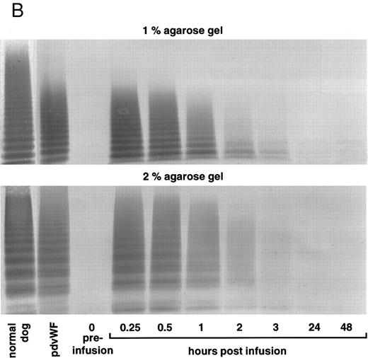 Fig. 8. vWF multimer pattern over time in vWF-deficient dog no. 751 after a single bolus injection of human (A) rvWF (70 RCoF U/kg), and 7 days later of (B) pdvWF (63 RCoF U/kg). Plasma samples were analyzed on 1% and 2% SDS-agarose gel electrophoresis. Multimers visualized using a cross-reacting antidog/antihuman vWF antibody.