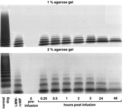 Fig. 9. vWF multimer pattern over time in vWF-deficient dog no. 1140 after a single bolus injection of LMW-rvWF (6 RCoF U/kg). Plasma samples were analyzed on 1% and 2% SDS-agarose gel electrophoresis. Multimers visualized using a cross-reacting antidog/antihuman vWF antibody.
