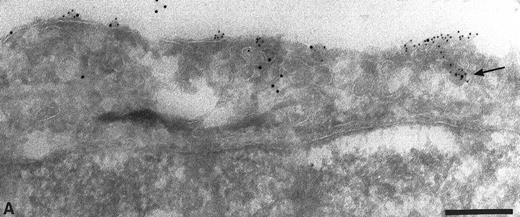 Fig. 6. Cryosections of HUVEC incubated with biotin before endocytosis and fixation. The cell surface labeled with anti-TFPI (large gold) and anti-biotin (small gold). Colocalization of anti-TFPI and anti-biotin was seen in small vesicles close to the cell surface (A, arrow) and in larger vesicles (panel B). Bars = 0.2 μm.