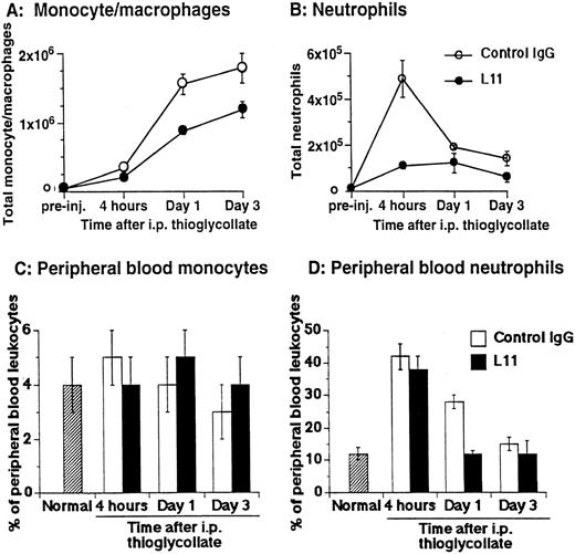 Fig. 3. L11 blocks recruitment of monocytes and neutrophils to the thioglycollate-inflamed peritoneum. Balb/c mice were injected (IV) with 250 μg of control IgG or with L11 and then injected with thioglycollate to induce peritonitis. Recruited cells were harvested, stained with monocyte and neutrophil markers, and analyzed by flow cytometry. The total number of monocytes (A) and neutrophils (B) recruited to the peritoneal cavity at 4, 24, and 72 hours was determined. Peripheral blood was collected at each time point, stained as in (A) and (B) and the total number of leukocytes, as well as the relative number of monocytes (C) and neutrophils (D) was determined. Data shown are the mean and standard error of the total number of cells per animal found in three animals per condition in each of three independent experiments (N = 3).