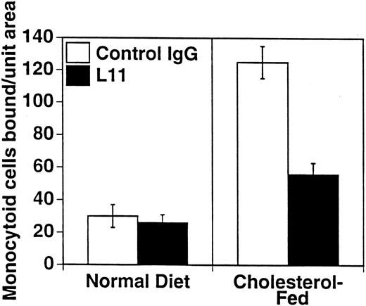 Fig. 4. L11 blocks binding of monocytoid cells to intact aortic endothelium from fat-fed rabbits. Fluorescent-labeled WEHI78/24 cells were incubated with control IgG or L11 (1 μg/106 cells) for 20 minutes, added to intact aortic segments from control and cholesterol-fed New Zealand White rabbits, and allowed to bind for 30 minutes at RT under constant rotation. Following extensive washing to remove nonadherent cells, the number of adherent cells in 15 fields (totaling 1.4 cm2 ) was determined on at least five independent segments from at least two control rabbits and three cholesterol-fed rabbits in each of three experiments. The mean and standard error of the pooled data are shown.