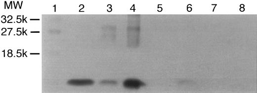 Fig. 5. Western blot analysis of fibrin induced IL-8 expression in HUVEC. Twenty-four hour control or fibrin treated HUVEC supernatants were either immunoprecipitated with anti-IL-8 antibody before being applied to SDS-PAGE or added to SDS-PAGE directly. The resulting blot was analyzed by standard Western blot assay. The molecular weight marker showed on lane 1. Human recombinant IL-8 (50 ng) as positive control was on lane 2. The control or fibrin treated HUVEC samples with anti-IL-8 antibody immunoprecipitation were on lane 3 and lane 4. The samples without immunoprecipitation were on lane 5 or lane 6, respectively. Lane 7 and lane 8 were samples from thrombin treated cells or fibrinogen itself (1 mg/mL), respectively.