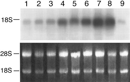 Fig. 7. Fibrin dose-dependent IL-8 mRNA expression. IL-8 mRNA expression in response to various doses of fibrin (top) and 28S and 18S ribosomal RNA (bottom). Incubation of HUVEC with fibrin was performed for 4 hours. Fibrin concentrations 0, 0.003, 0.01, 0.03, 0.1, 0.3, and 1.0 mg/mL were on lanes 1, 2, 3, 4, 5, 6, and 7, respectively. A sample from LPS-treated HUVEC was used as a positive control (lane 8). RNA from thrombin treated cells was run as control (lane 9). The RNA blot data in this figure are representative of two individual studies.
