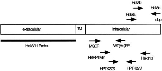 Fig. 3. Location of PCR primers and probes used for cloning and detection of Eph-related RTKs. TM, transmembrane region.