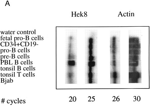 Fig. 4. Semiquantative PCR analysis of levels of Hek8, Hek11, and β-actin expression in purified lymphoid cell subpopulations. Positive controls consisted of PCR reactions on cDNA from fetal brain and the Bjab cell line, both containing high levels of Hek11 transcripts (see figs 7 and 8). Negative controls contained all components of the PCR reaction except for the target cDNA (water control). At the indicated cycle number, 5-μL aliquots were removed from the PCR reaction mixture, separated on an agarose gel, and processed for hybridization with the Hek8, Hek11, or actin probe.