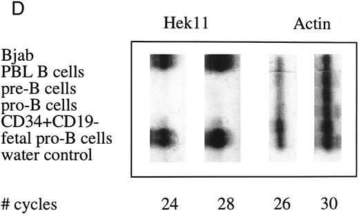 Fig. 4. Semiquantative PCR analysis of levels of Hek8, Hek11, and β-actin expression in purified lymphoid cell subpopulations. Positive controls consisted of PCR reactions on cDNA from fetal brain and the Bjab cell line, both containing high levels of Hek11 transcripts (see figs 7 and 8). Negative controls contained all components of the PCR reaction except for the target cDNA (water control). At the indicated cycle number, 5-μL aliquots were removed from the PCR reaction mixture, separated on an agarose gel, and processed for hybridization with the Hek8, Hek11, or actin probe.