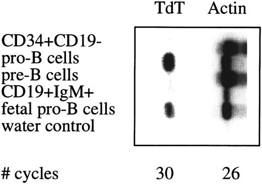 Fig. 5. Semiquantative PCR analysis of TdT expression in sorted cell populations. See legend to Fig 4.