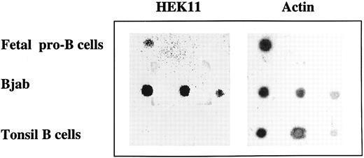 Fig. 6. Dot-blot analysis of Hek11 expression in total RNA isolated from fetal pro–B cells, Bjab cell line, and tonsil B cells. Total RNA isolated from fetal 3 × 106 pro–B cells, and a dilution of total RNA (1 μg, 0.5 μg, and 0.1 μg from left to right) isolated from Bjab cell line or tonsil B cells was spotted on a filter and hybridized with Hek11 and actin probes.