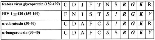 Fig. 1. Sequence homology of HIV-1 gp120 with rabies virus glycoprotein and snake venom neurotoxins. Boldface letters indicate amino acid identities between gp120 and the rabies virus glycoprotein, italic letters indicate identities between gp120 and snake neurotoxins, italic bold letters are used for amino acids that are identical in gp120, rabies virus glycoprotein, and snake neurotoxins.