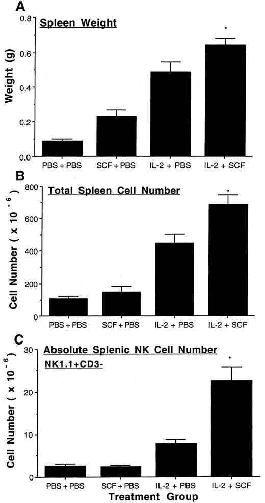 Fig. 2. SCF enhances IL-2 mediated expansion of splenic NK cells. Four groups of C57BL/6 mice (n = 5 to 6 per group) were treated with placebo, SCF, IL-2, or a combination of SCF plus IL-2, as described in Materials and Methods. After 8 weeks, spleens were excised and weighed (A) and the absolute number of spleen cells were determined by cell enumeration with a hemocytometer (B). 1 × 106 spleen cells were stained with NK1.1-PE and CD3-FITC MoAb and analyzed by flow cytometry for the NK1.1+CD3− NK cell population. There were 2.9 ± 0.2% NK1.1+CD3− cells in the control group, 1.8 ± 0.3% in the SCF group, 1.8 ± 0.1% in the IL-2 group, and 3.2 ± 0.2% in the SCF plus IL-2 group. The SCF plus IL-2 group had a significantly greater increase in percent NK1.1+CD3− cells compared to the IL-2 alone group (P < .005). Absolute splenic NK cell number was then calculated by multiplying the percentage NK1.1+CD3− NK cells by the total spleen cell number (C). The results represent the mean weights, total splenic cell number, and absolute splenic NK cell number of each treatment group ± SEM. Statistical significance comparing the SCF plus IL-2 group to the IL-2 alone group are indicated by the asterisk, and represent P < .05 (A), P ≤ .025 (B) and P ≤ .005 (C).